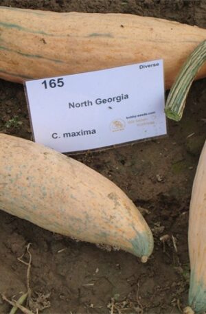 North Georgia Banana Sütőtök B-S