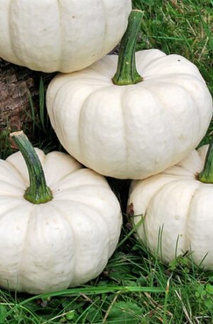 Number Two F1 Dísztök B-S