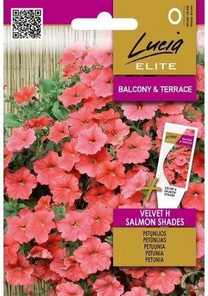 Petúnia VELVET Hibrid SALMON SHADES ELN SL
