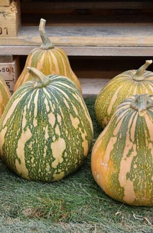 Phoenix F1 Sütőtök B-S