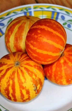 Sárgadinnye Plum Granny-Queen Annes Pocket B-S