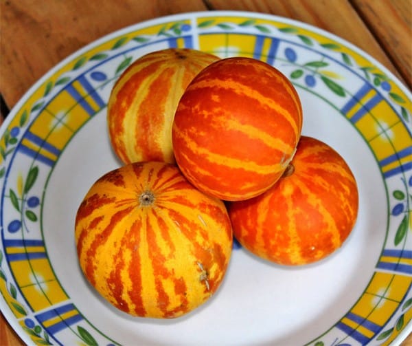 Sárgadinnye Plum Granny-Queen Annes Pocket B-S