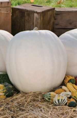 Polar Bear F1 Sütőtök B-S