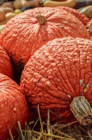Rote Warze Sütőtök B-S