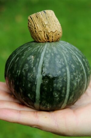 Shokichi Shiro Green F1 Sütőtök B-S