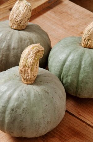 Shokichi Shiro Grey Sütőtök B-S