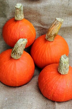 Shokichi Shiro Red F1 Sütőtök B-S