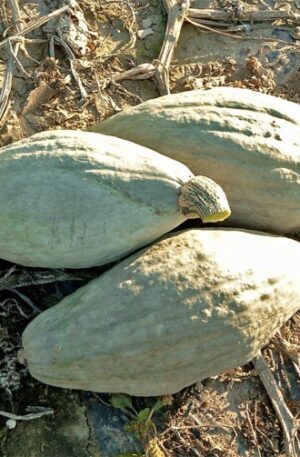 Sibley Sütőtök B-S