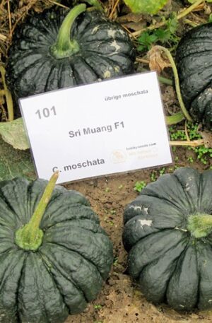 Fagtong Sri Muang F1 Sütőtök B-S