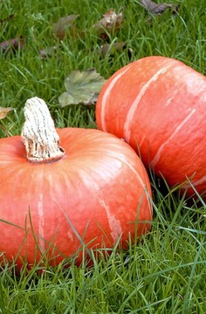 Sunshine F1 Sütőtök B-S