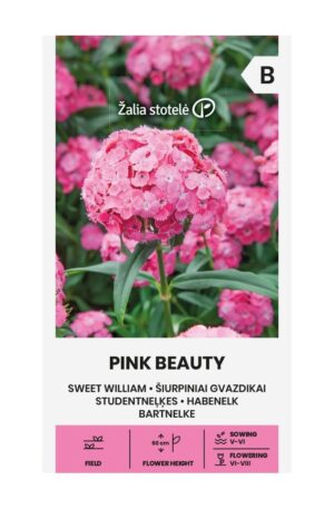 Törökszegfű PINK BEAUTY Z.S SL