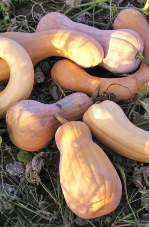 Tahitian Butternut Sütőtök B-S