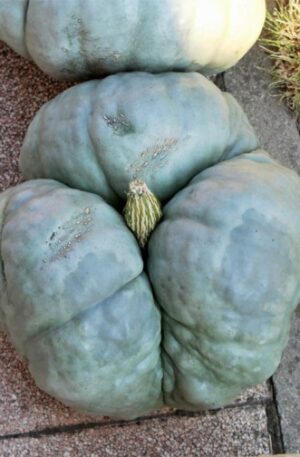 Tristar-Triamble Sütőtök B-S