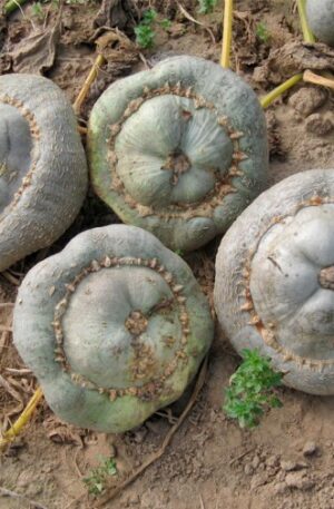 Ute Indian Sütőtök B-S