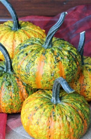 Warty Gnome F1 Dísztök B-S