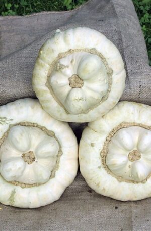 White Turban Dísztök B-S