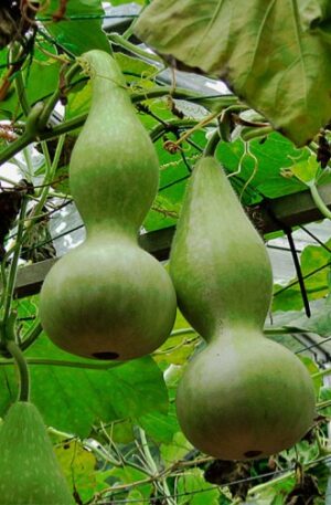 Xiaohulu Dísztök B-S