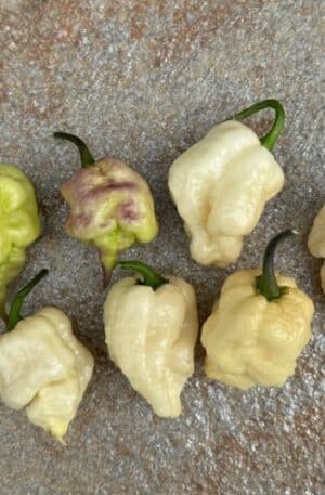 Jays Pink x Reaper Lemon