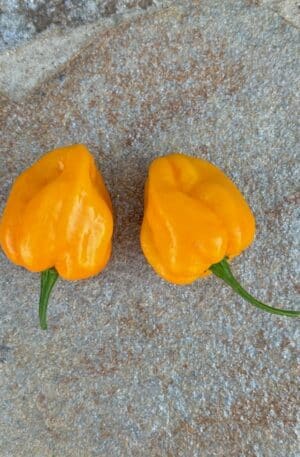 Aji Margariteno Yellow