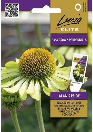 Bíbor Kasvirág ALAN'S PRIDE ELN SL