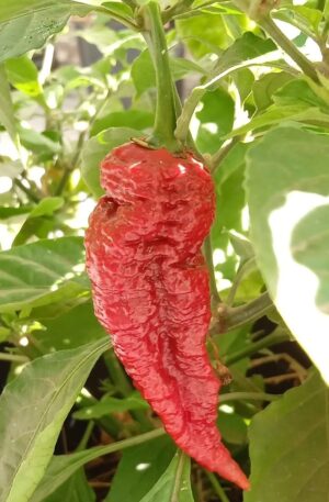 Levithan Gnarly Scorpion