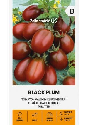 Paradicsom Black Plum Z.S SL