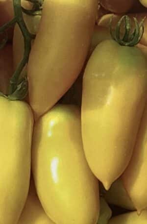 Solania F1 Paradicsom SP