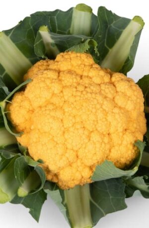 Karfiol Lisboa F1 B-S