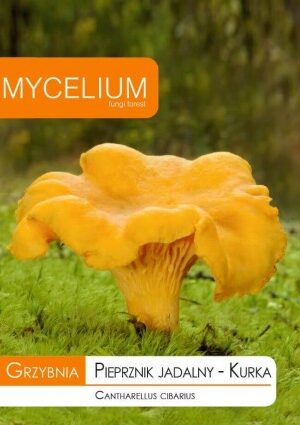 . Mycelium Sárga rókagomba 10 gr SL