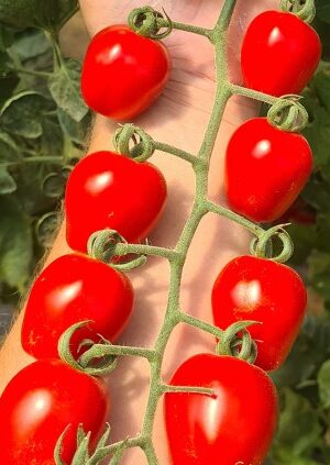 BerryBitte F1 Paradicsom SP