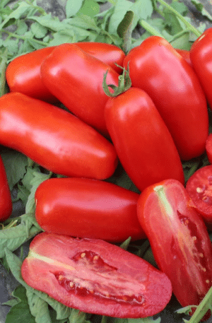 Centopercento F1 Paradicsom SP