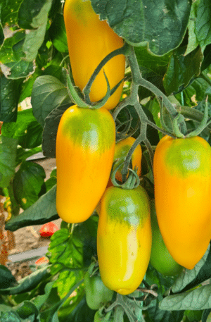 Masaniello (PO9461) F1 Paradicsom SP