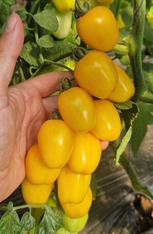 SunnyBitte F1 Paradicsom SP