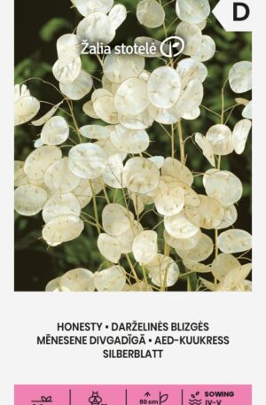 Holdviola Honesty Z.S SL