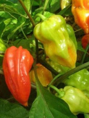Bit Jolokia-Mini Bhut