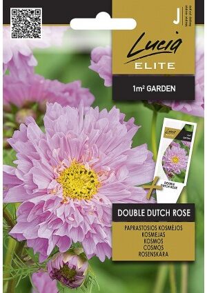 Pillangóvirág DOUBLE DUTCH ROSE ELN SL