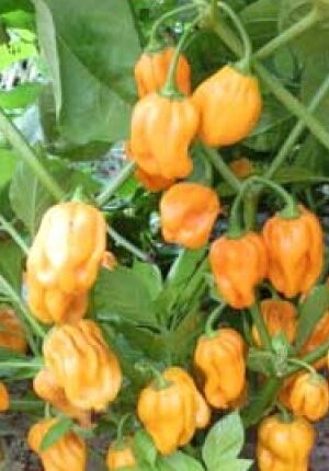 Habanero Madame Jeanette Yellow