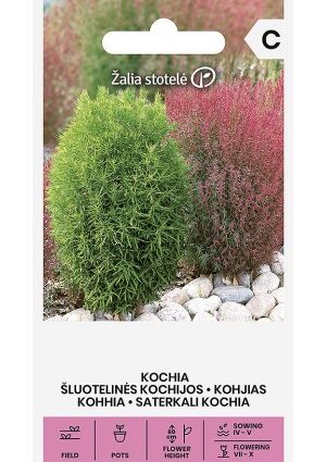 Nyári Ciprus KOCHIA Z.S SL