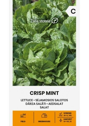 Saláta CRISP MINT Z.S SL