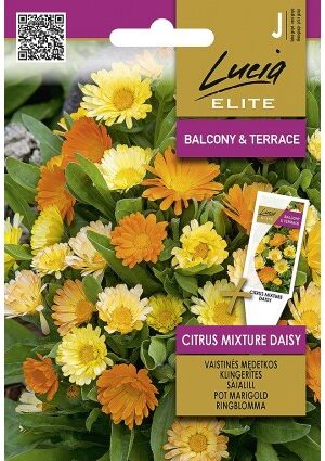 Körömvirág citrus mix Daisy ELN SL