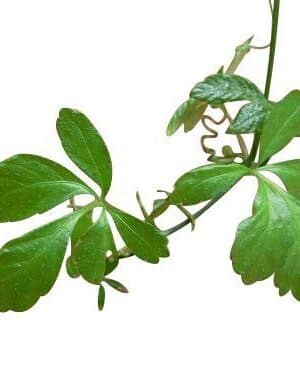 Ötujjas ginzeng Jiaogulan S-C