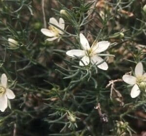 Szíriai rutafű S-C