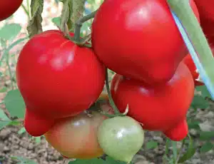 Pekonet F1 Paradicsom