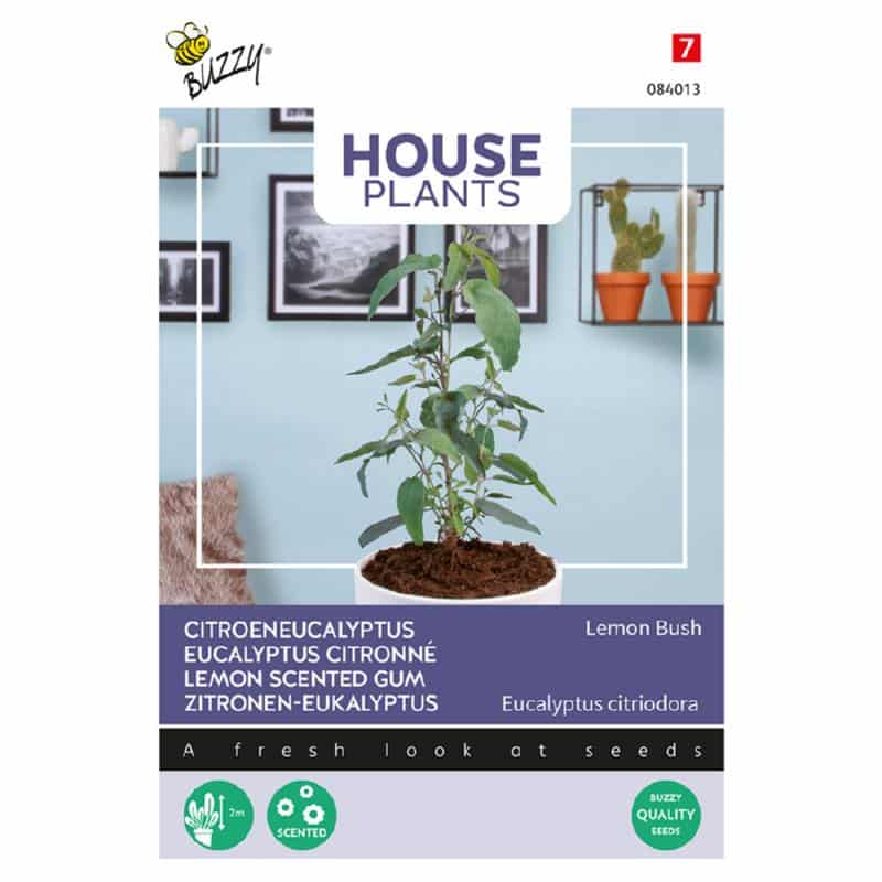 .Eukaliptusz citromillatú Lemon Bush House Plants Bz H 2025-év lejáratú