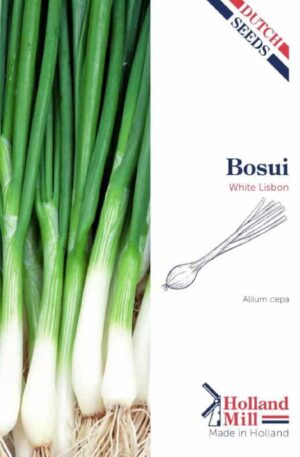 .Hagyma Bunching White Lisbon HM H 2025-év lejáratú