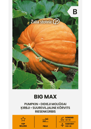 .Sütőtök Big Max Z.S SL 2025-év lejáratú