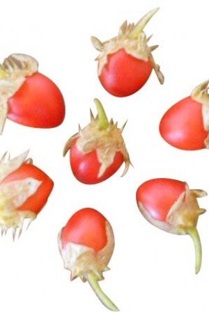 Zsomborlevelű csucsor