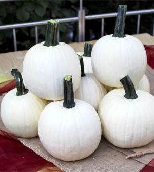 Avalanche F1 PMT B-S Tök