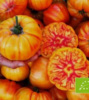 German Gold Bio B-S Paradicsom