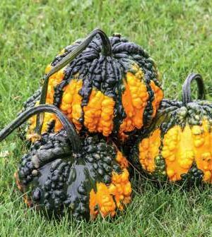 Hoargarth B-S Dekortök